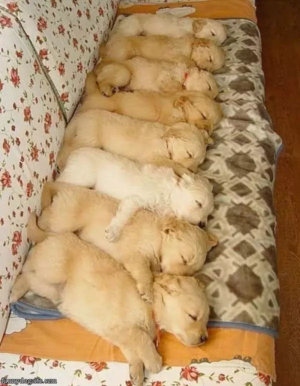 Sleeping In A Row