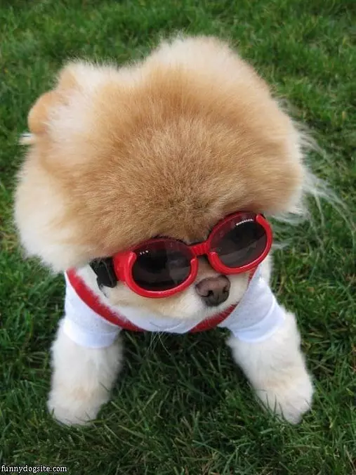 Cool Hair And Glasses