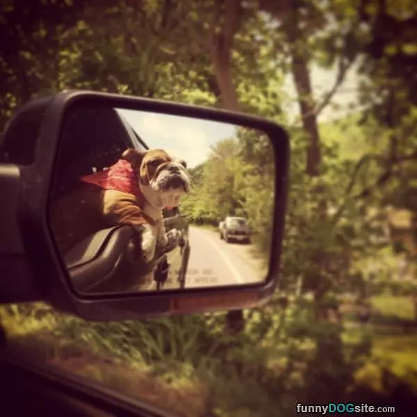 Super Dog Is Here