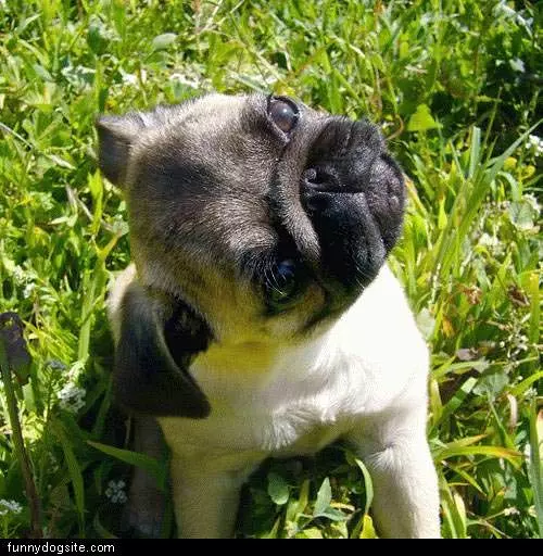 Cute Dog