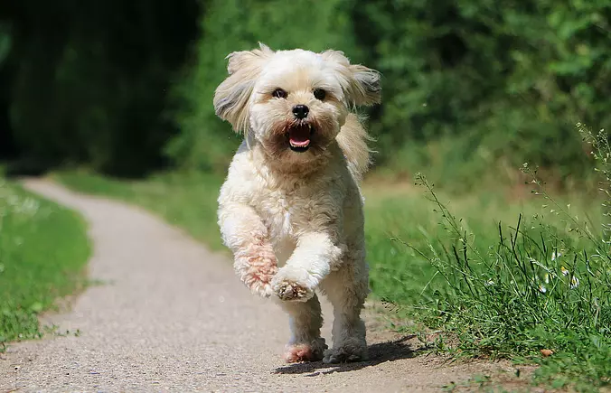 Lhasa Apso running