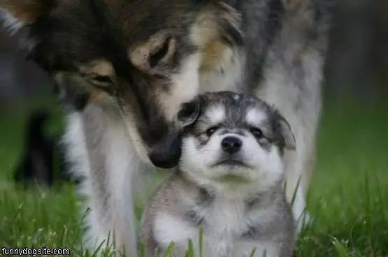 Cute Puppy