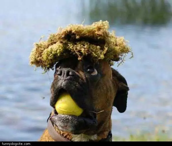 Fetch It