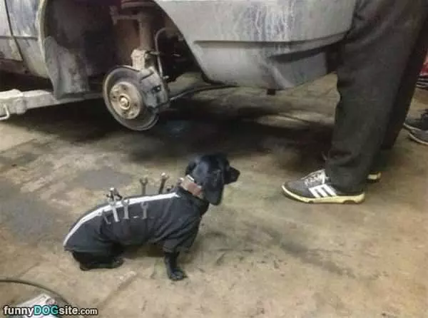 My Little Helper