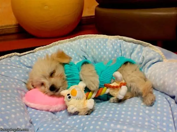 So So Sleepy