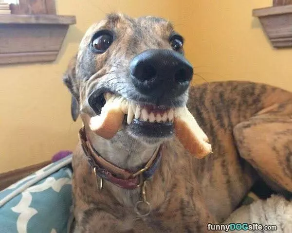 Nomm Nom Nom Bread