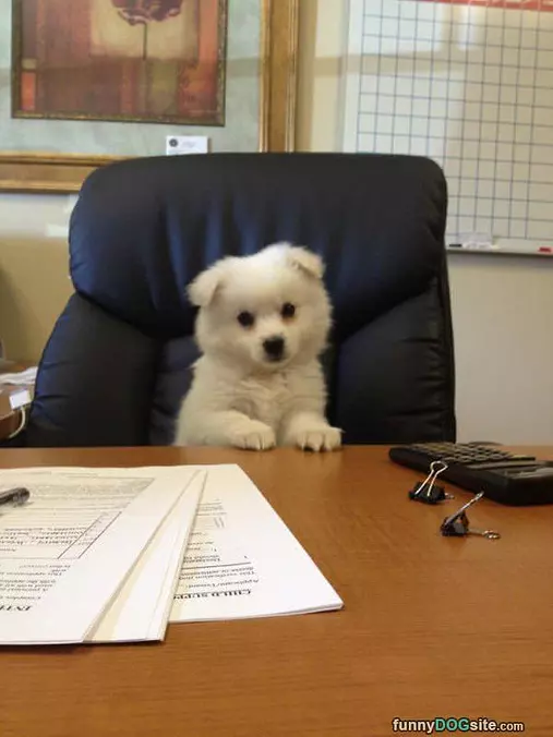 Business Dog