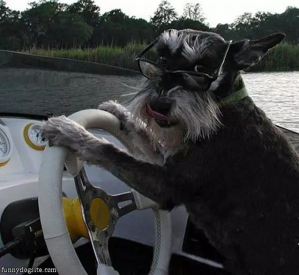 Who Wants A Boat Ride
