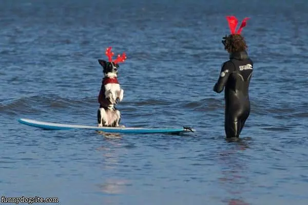 The Surfing Dog