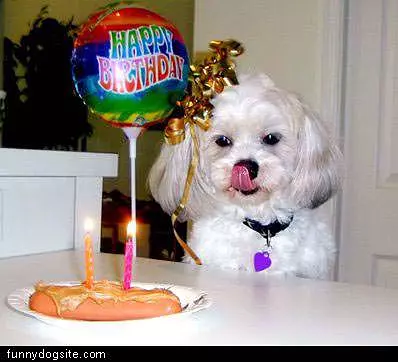 Birthday Dog