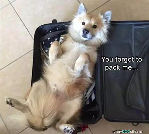 Forgot To Pack Me