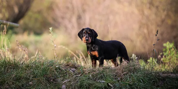 Slovensky Kopov puppy outdoor