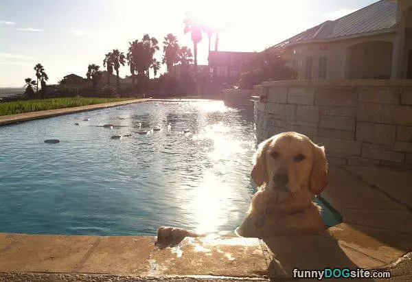 Chillin In Da Pool