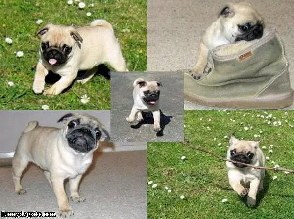 Playful Pug Dog