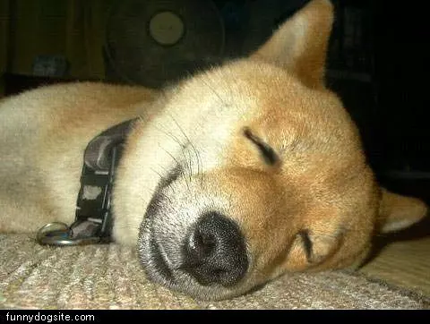 Sleeping Dog