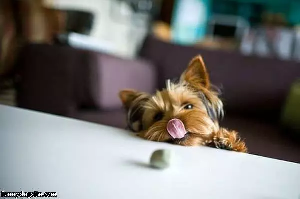 I Want A Snack