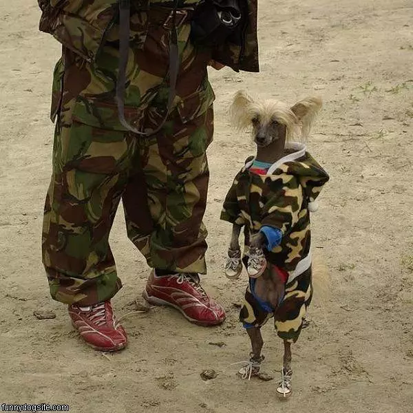 Army Dog