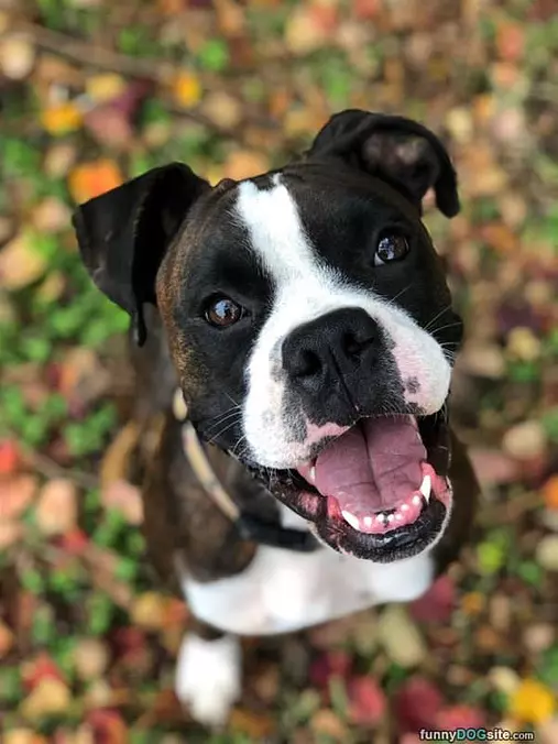 I Am A Good Pup
