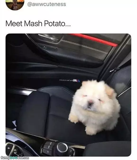 This Is Mashed Potato