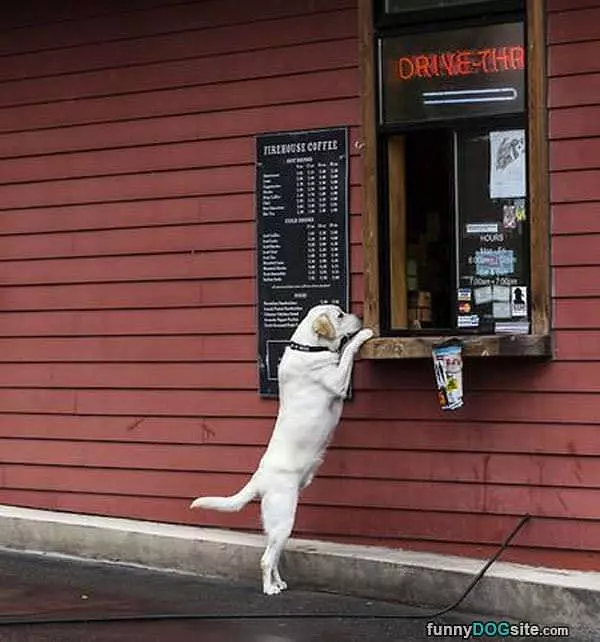Bacon Please