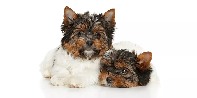 Biewer Terrier puppies