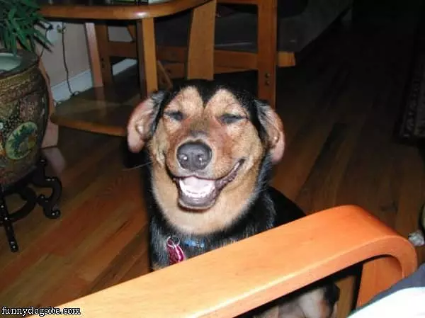 Smiley Dog Is Smiling