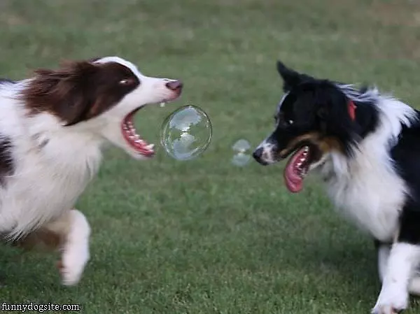 Bubbbbbles