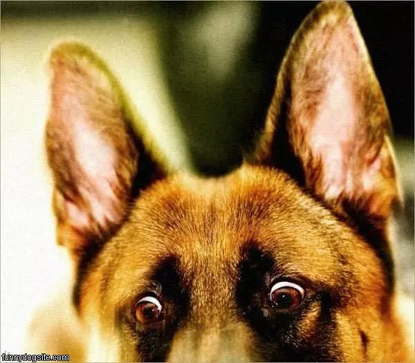 Sees Somethin