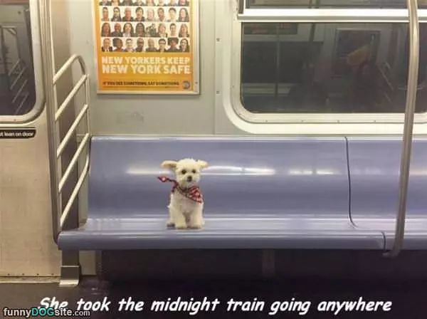 Took The Midnight Train