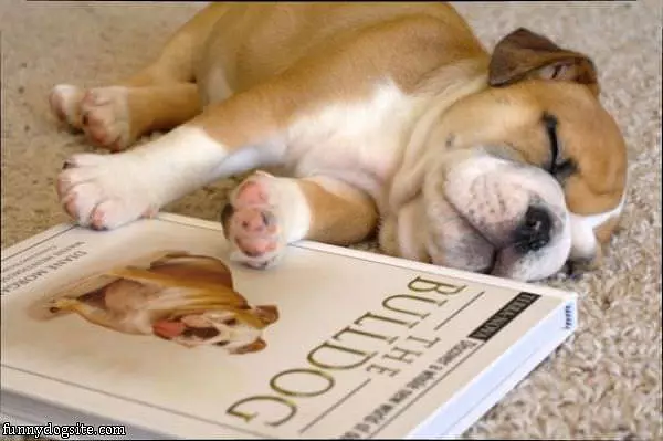Book Was Boring