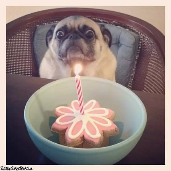 Can I Eat It Yet