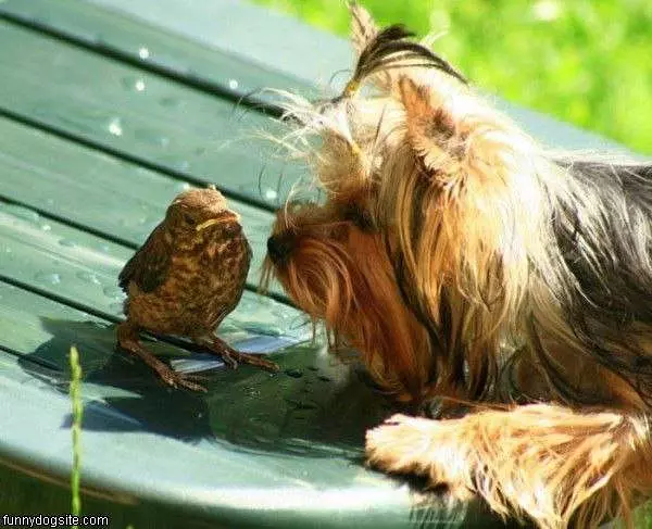 Hello Birdy