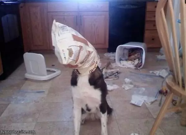 Getting Every Last Drop Of Dog Food