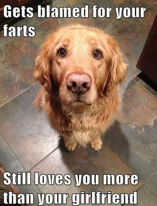 Dogs Dont Care