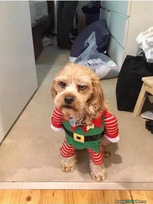 The Angry Elf