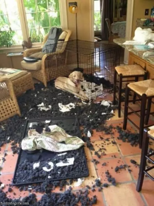 Do Not Like My Cage