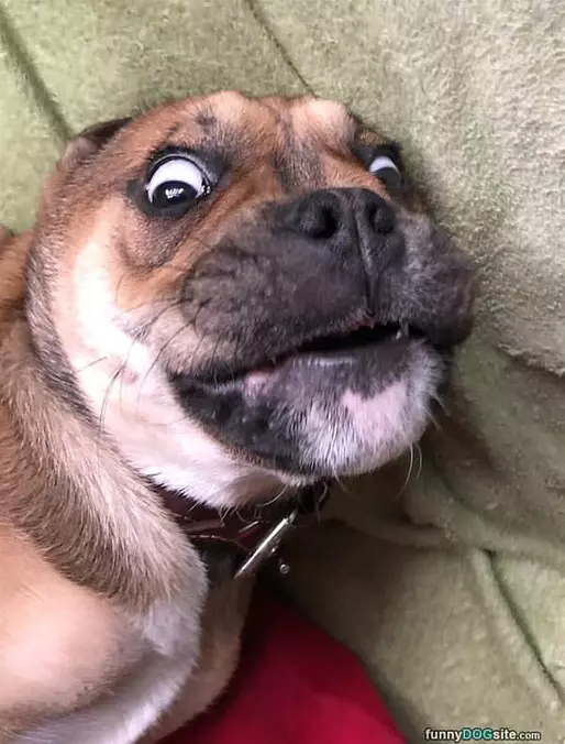 Dreaming Big Dog