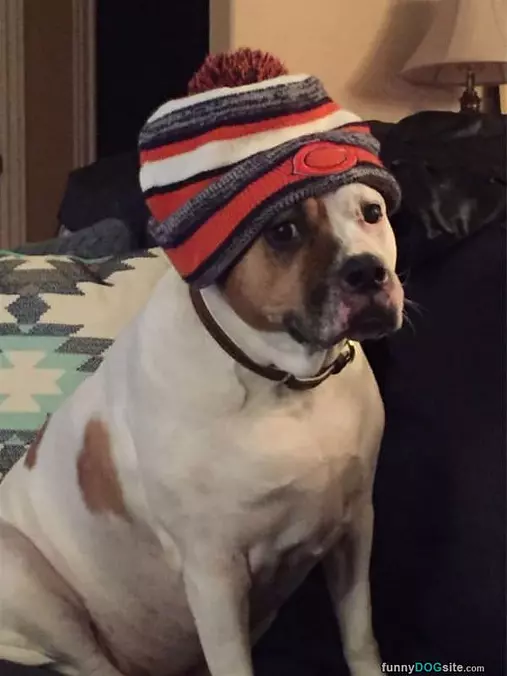 Bears Fan