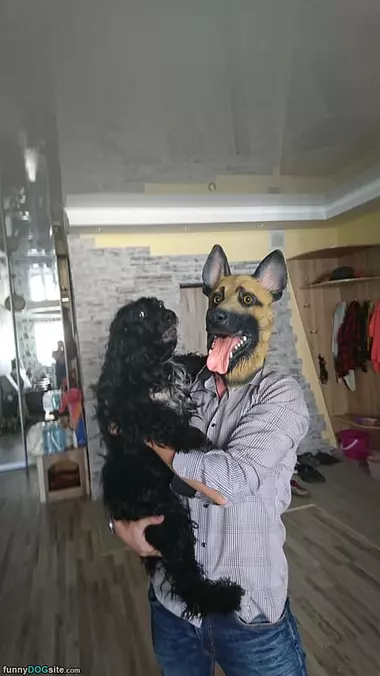 Dogs