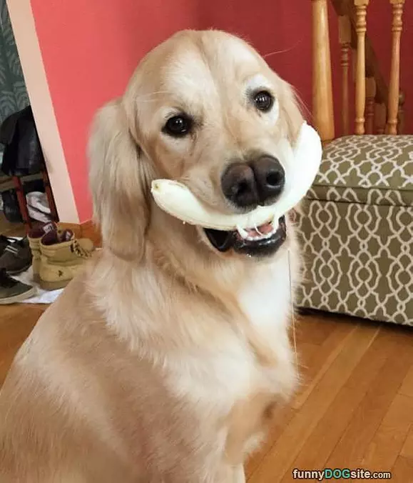 Bananas