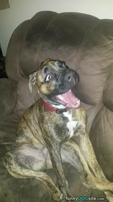 Hey Who Farted
