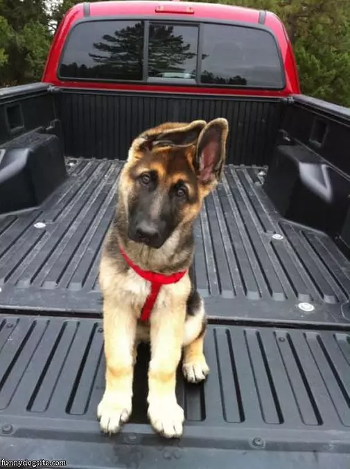Cool Ears