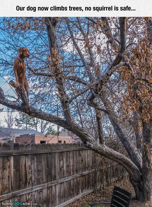 No Squirrel Is Safe