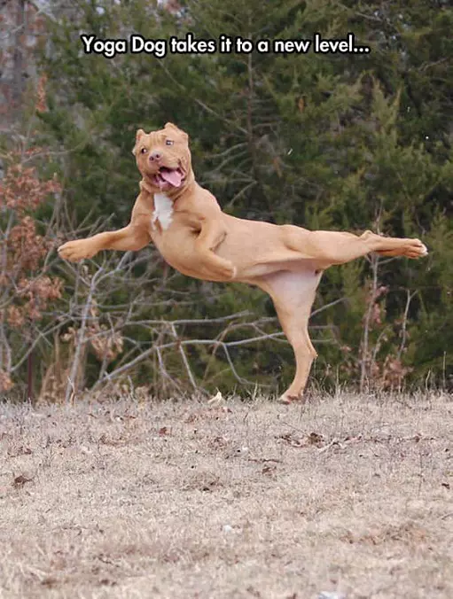 Yoga Dog