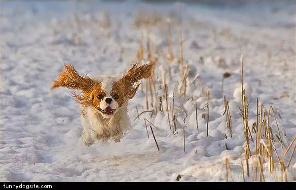 Flying