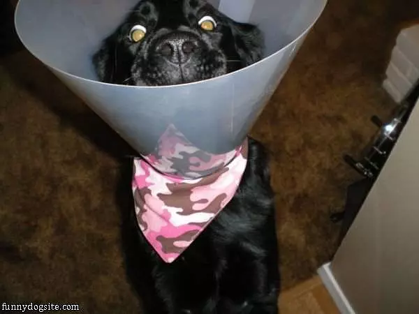 Hey Let Me Out