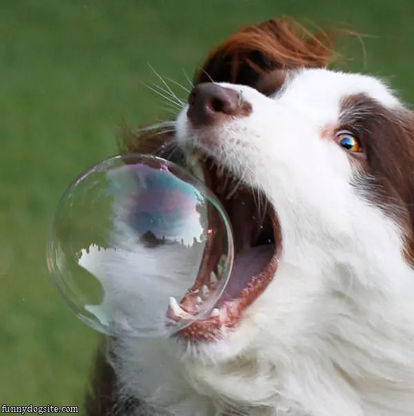 Bubble Nommer