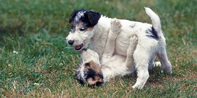 Wire Fox Terrier Puppie
