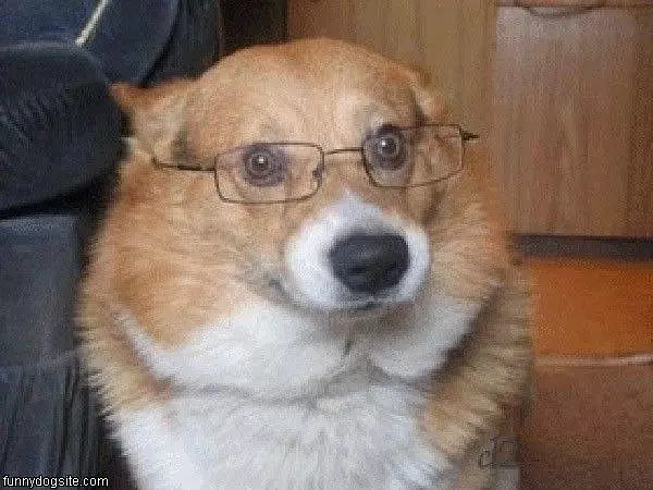 Dog Can See Great Now
