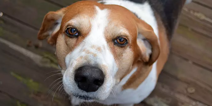 Treeing Walker Coonhound cl...